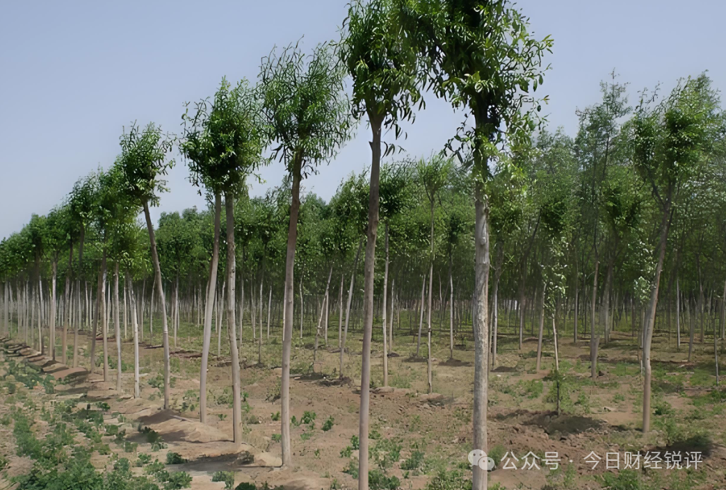 【北京振农资本】爆雷调查：高回报林业投资背后的兑付危机！